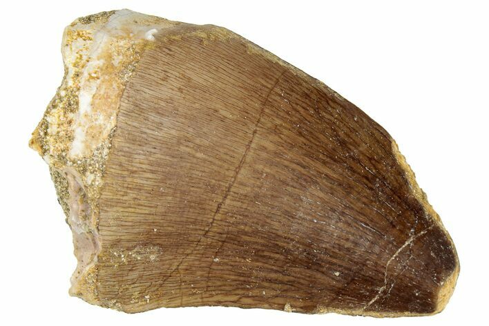 Fossil Mosasaur (Prognathodon) Tooth - Morocco #322706